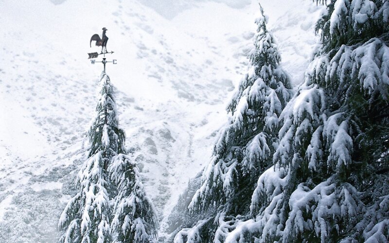 Snowy trees with weather vane