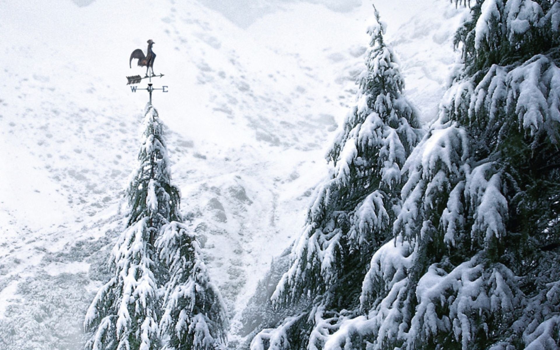 Snowy trees with weather vane