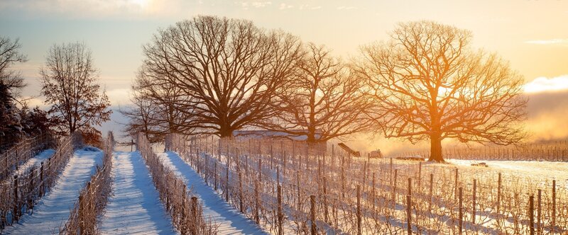 Snowy vineyard at sunrise