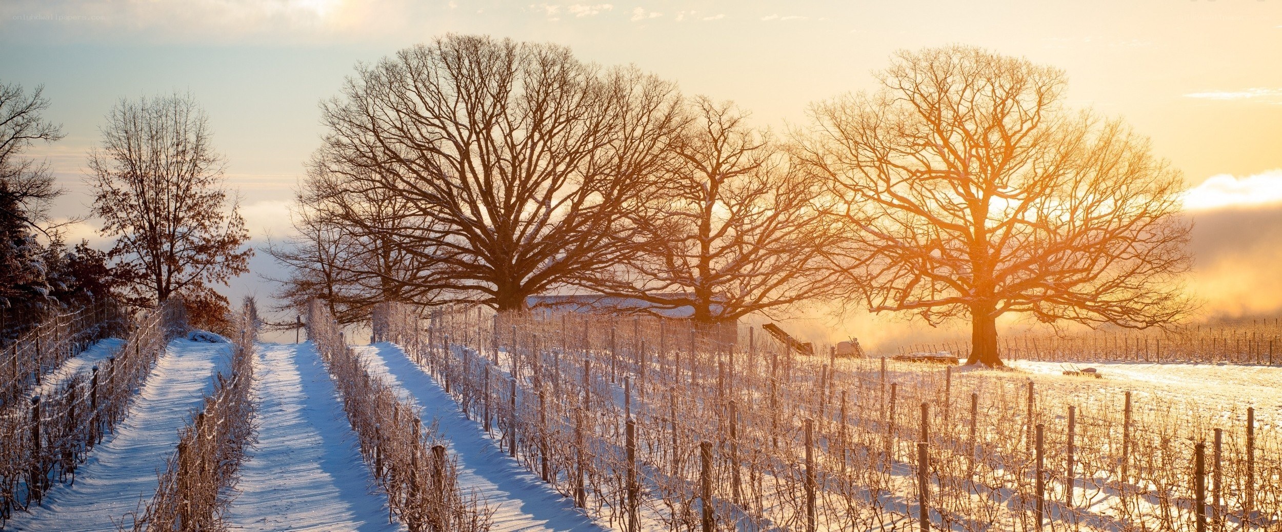 Snowy vineyard at sunrise