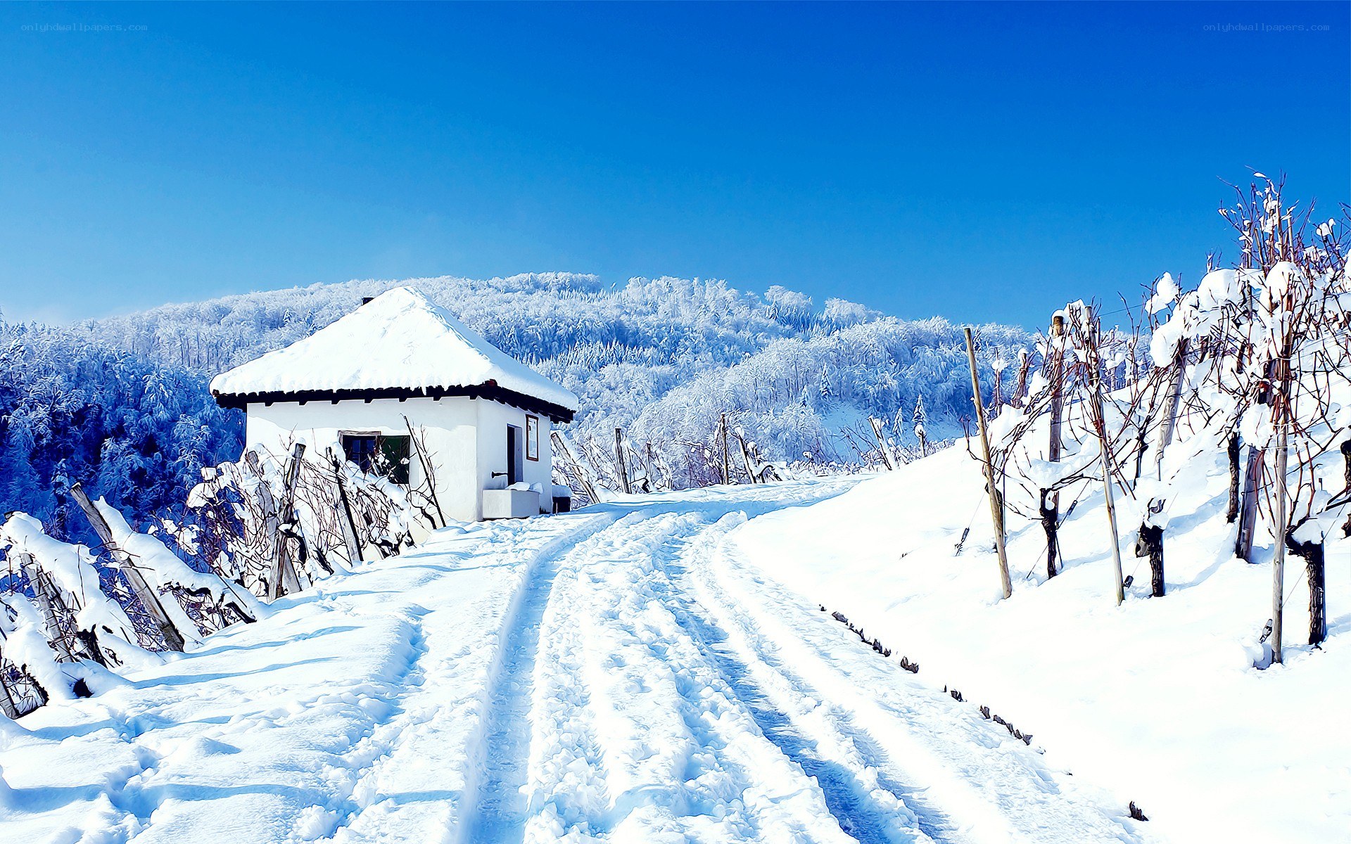 Snowy vineyard cottage