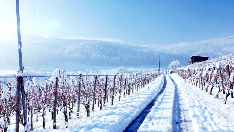 Snowy vineyard path