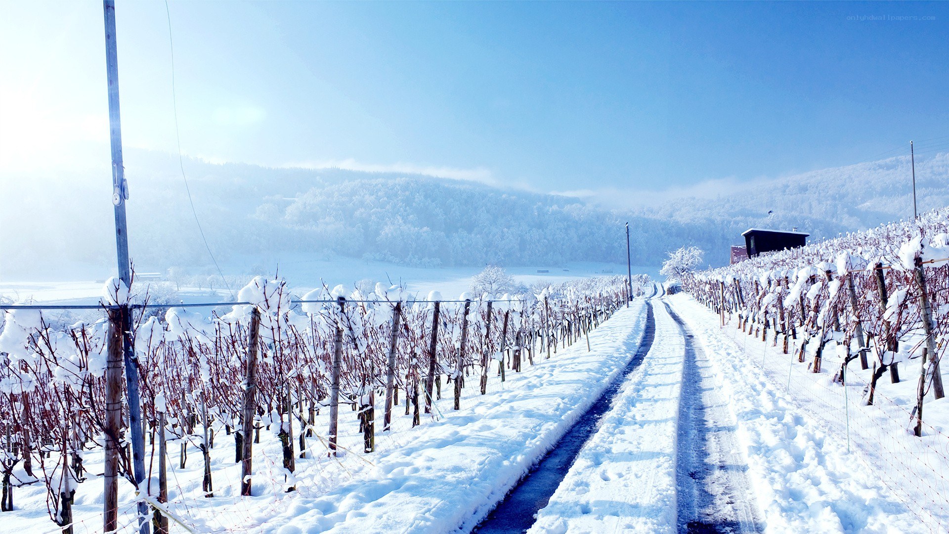 Snowy vineyard path
