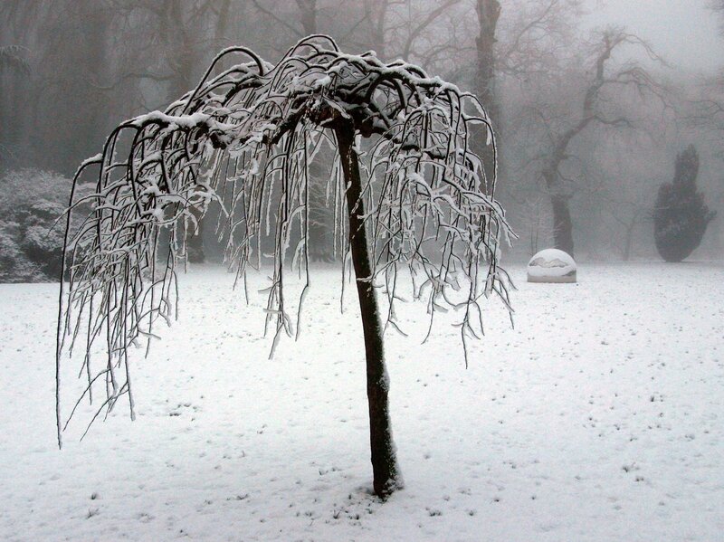Snowy weeping willow tree
