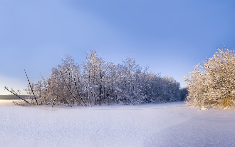 Snowy winter forest landscape