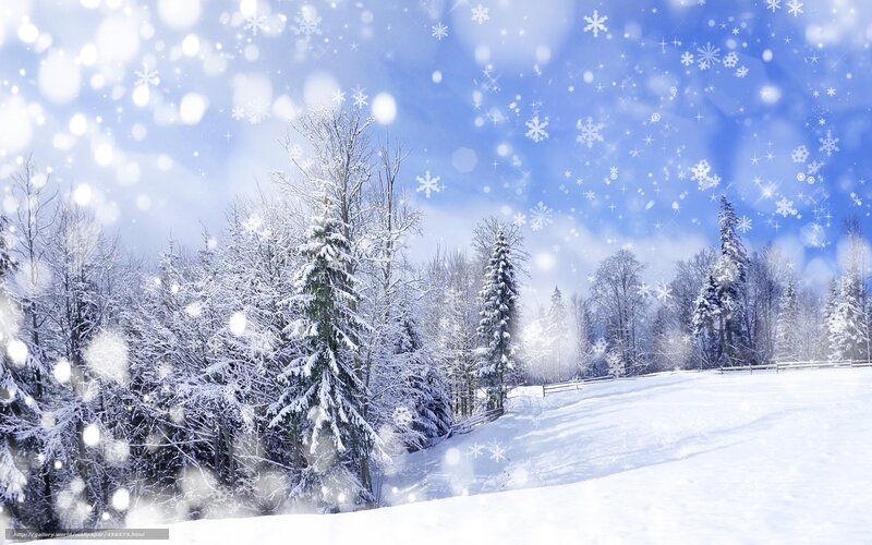 Snowy winter forest landscape