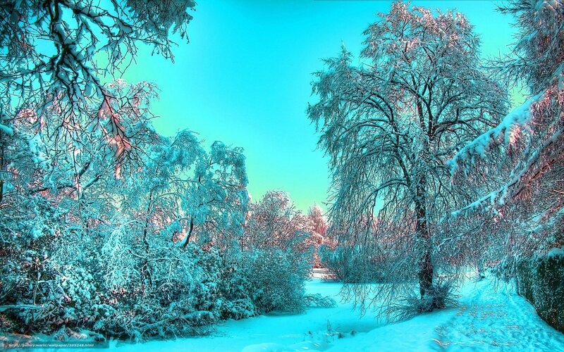 Snowy winter forest path