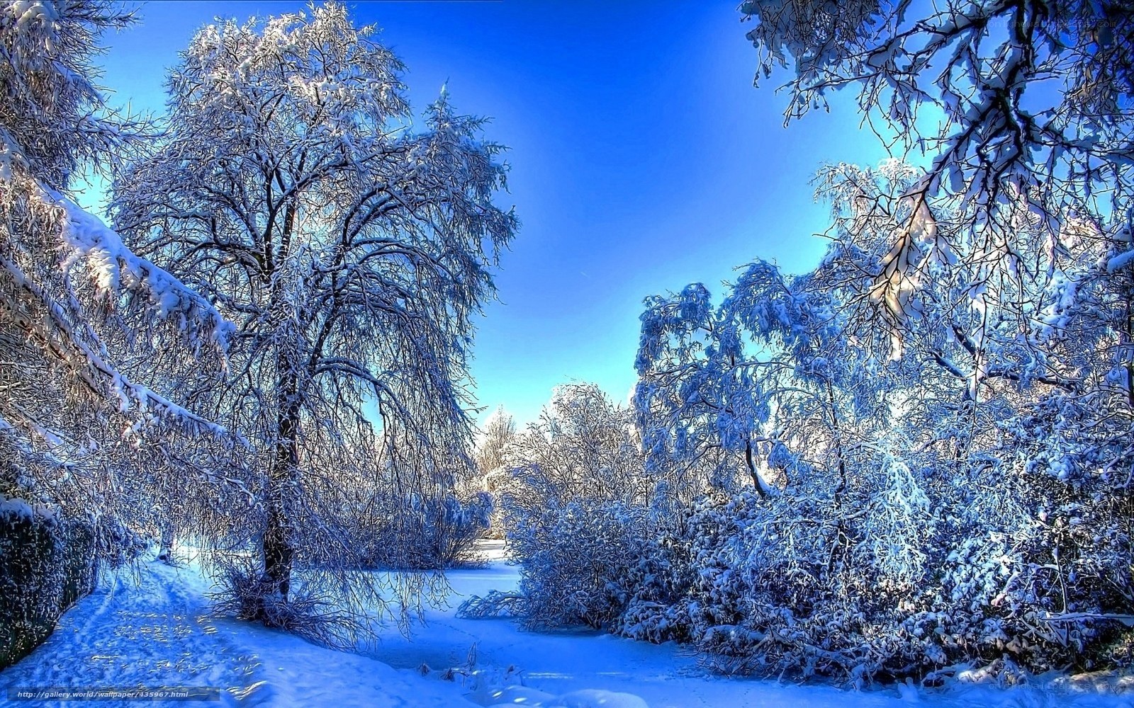 Snowy winter forest path