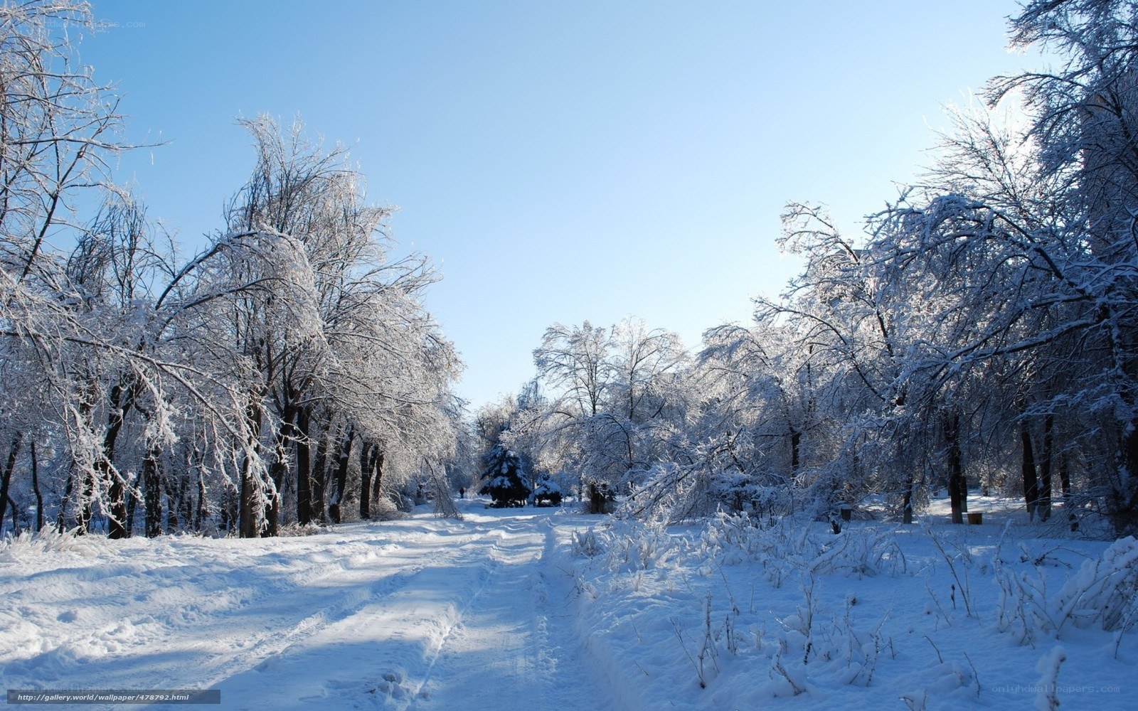 Snowy winter forest path
