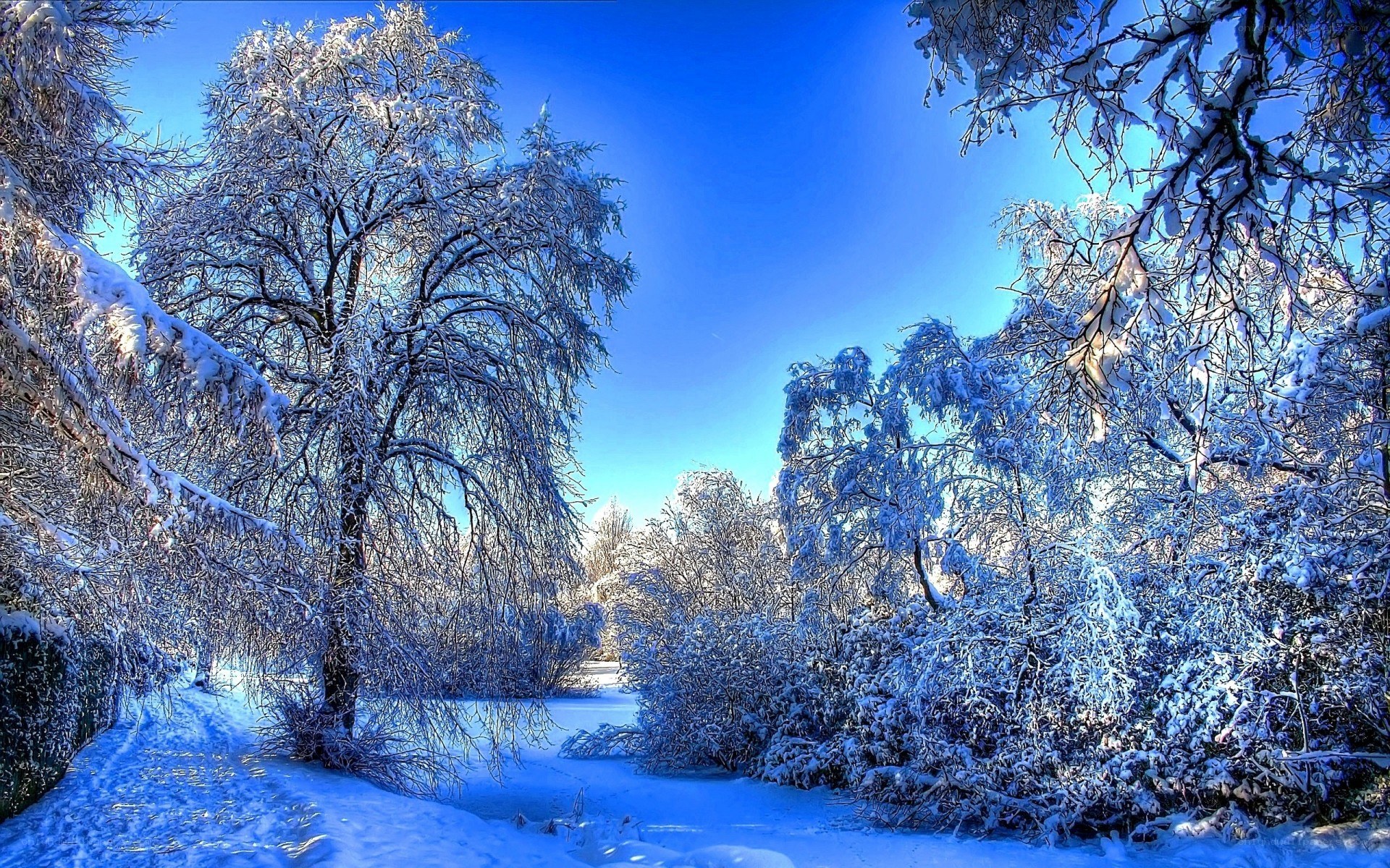Snowy winter forest path