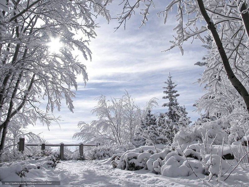 Snowy winter forest path