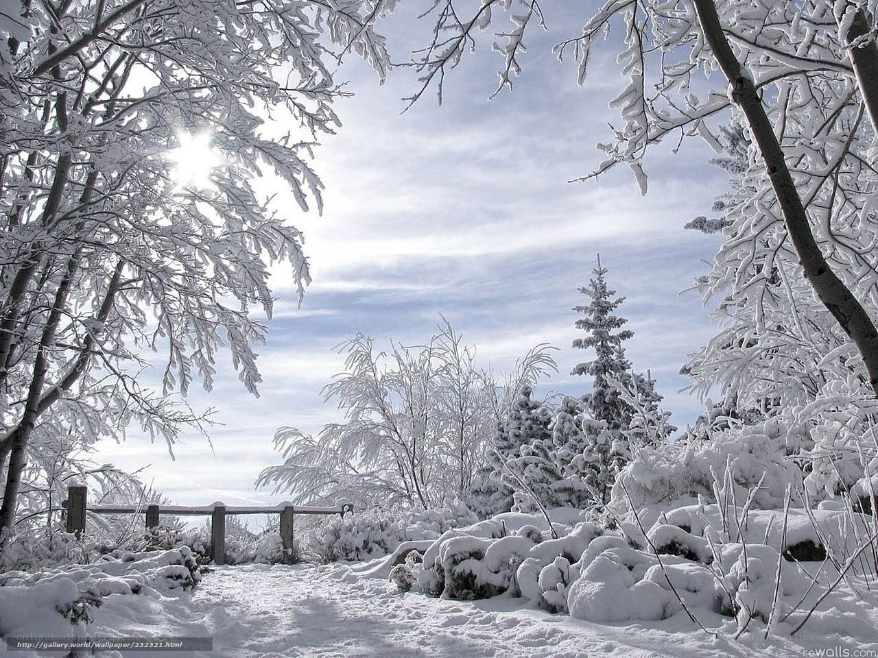 Snowy winter forest path