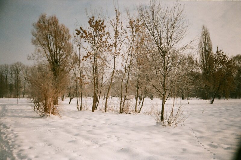 Snowy winter forest scene
