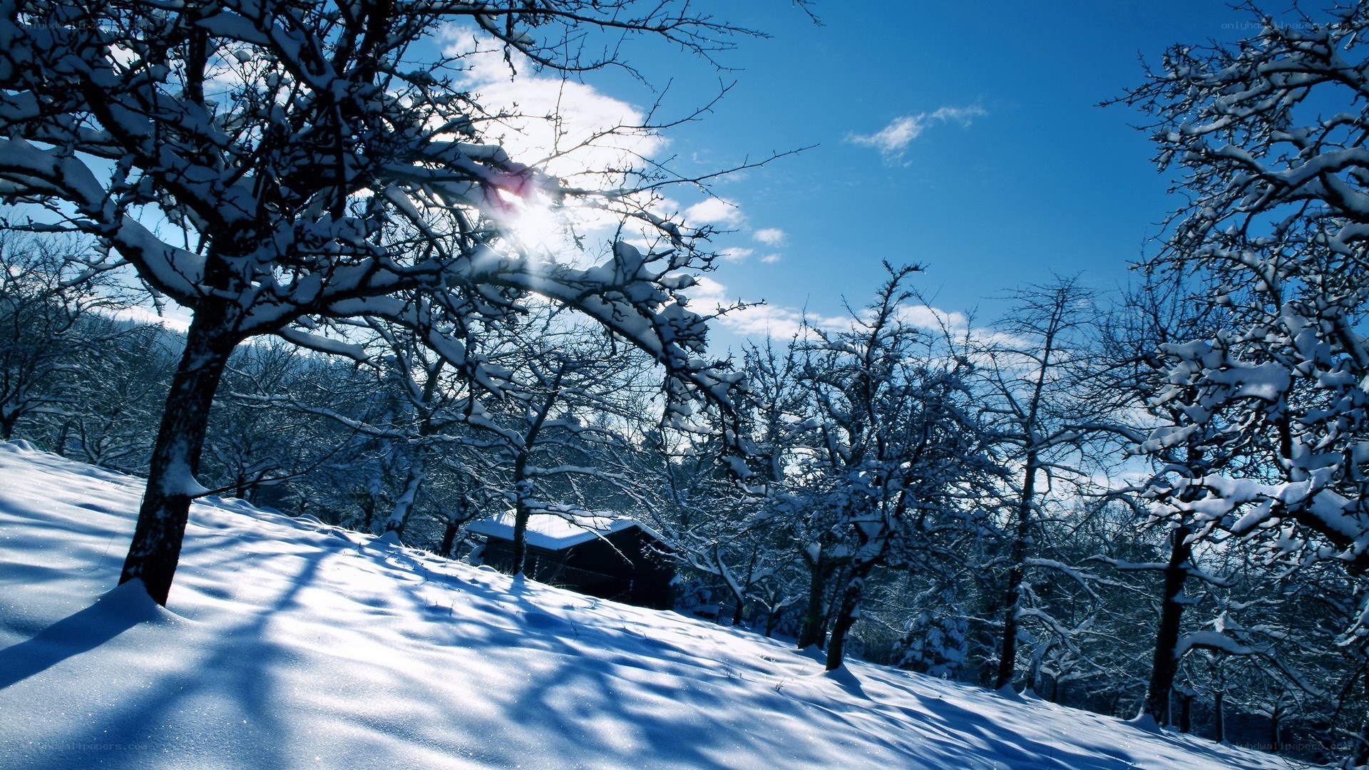 Snowy winter landscape