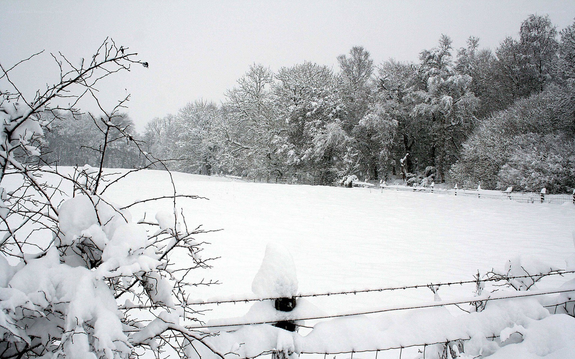 Snowy winter landscape