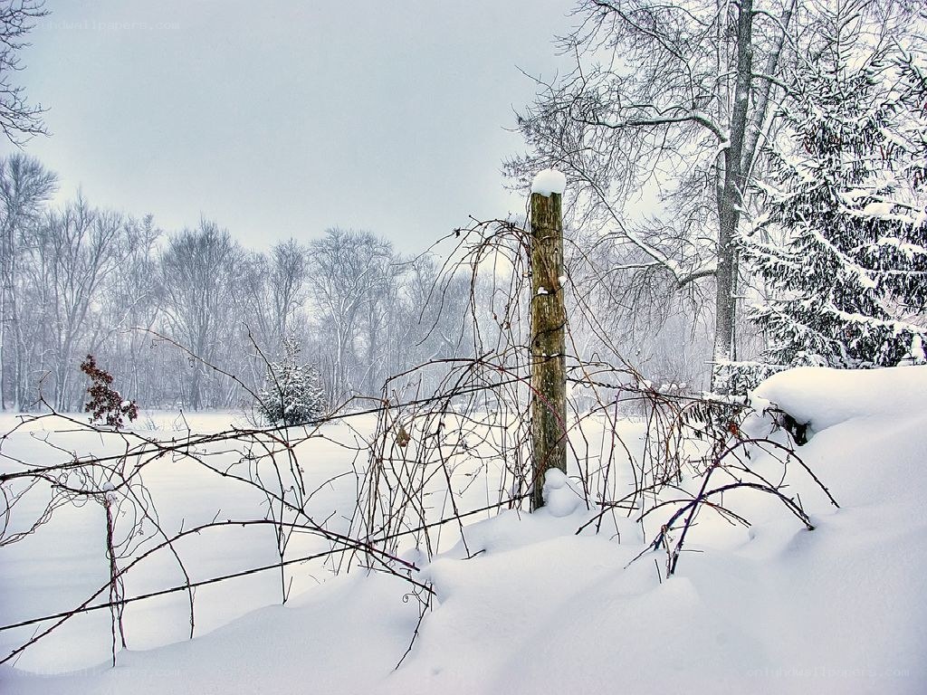 Snowy winter landscape