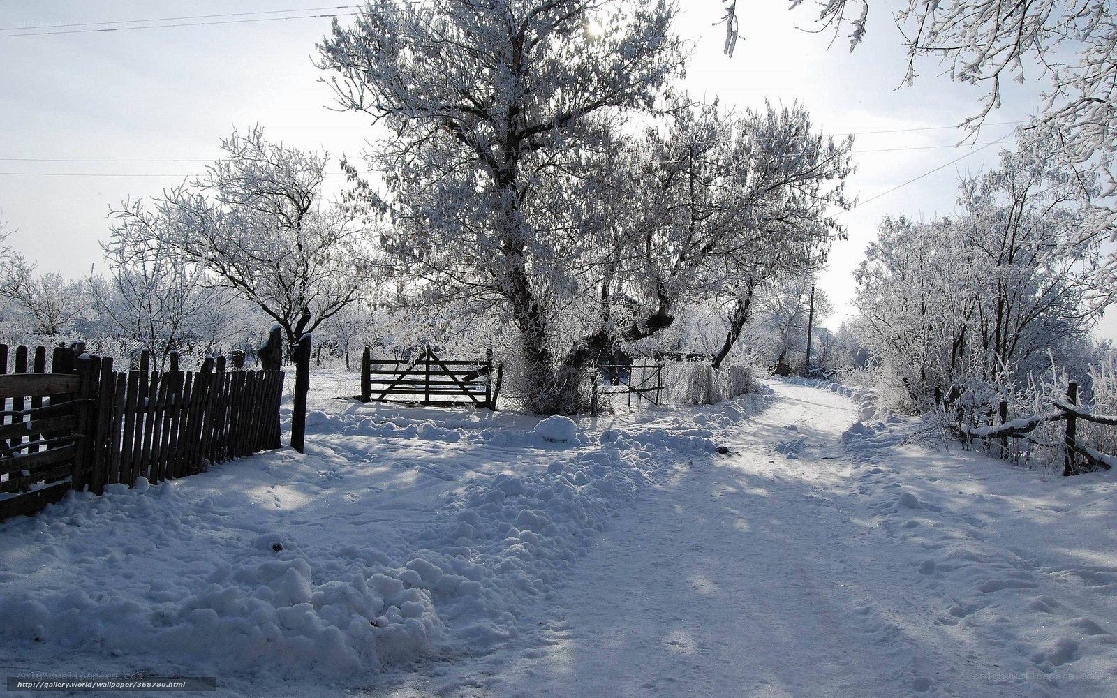 Snowy winter path with frost-covered trees