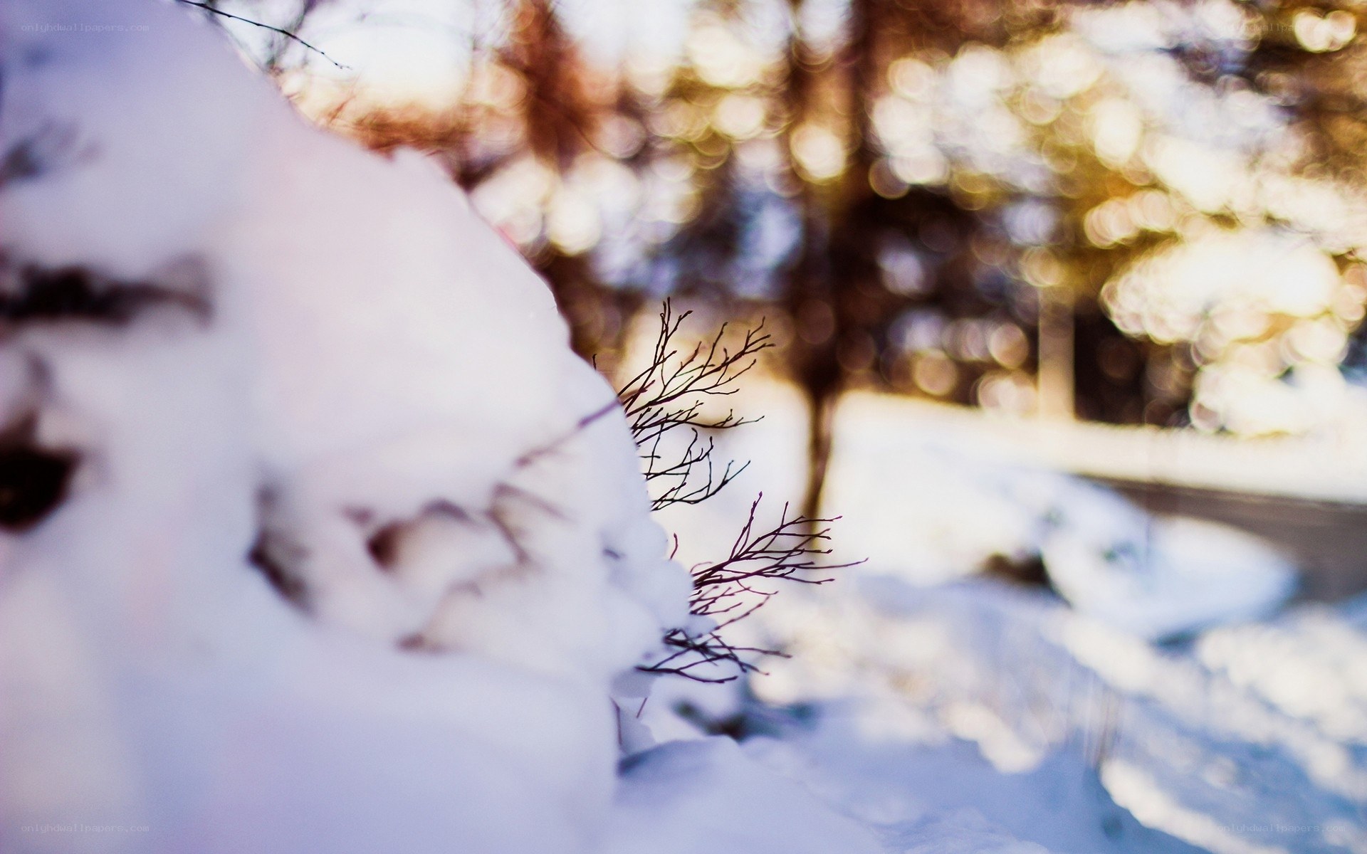 Snowy winter scene with branches