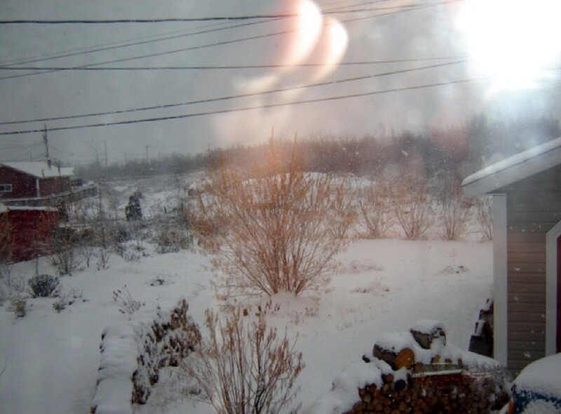 Snowy Yard with Bushes