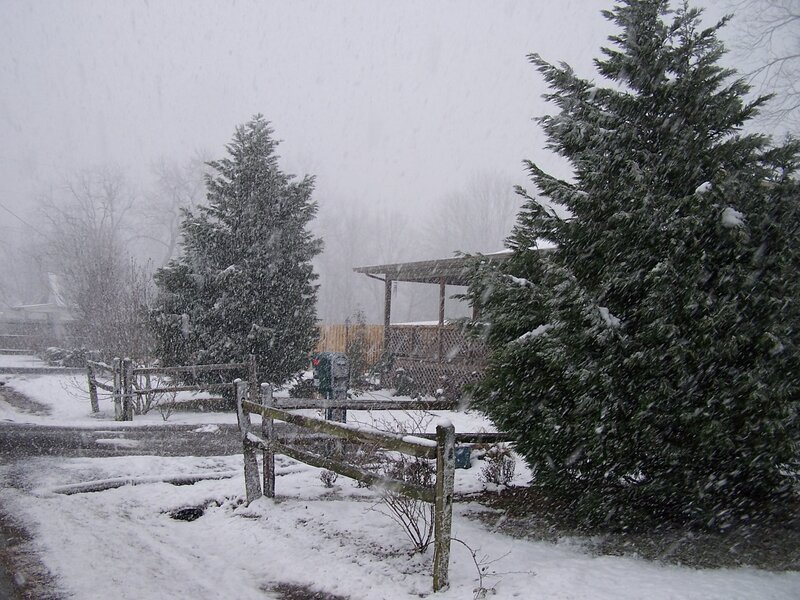 Snowy Yard with Trees