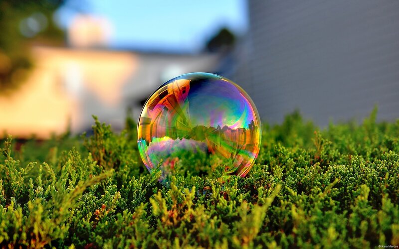 Soap Bubble on Shrub