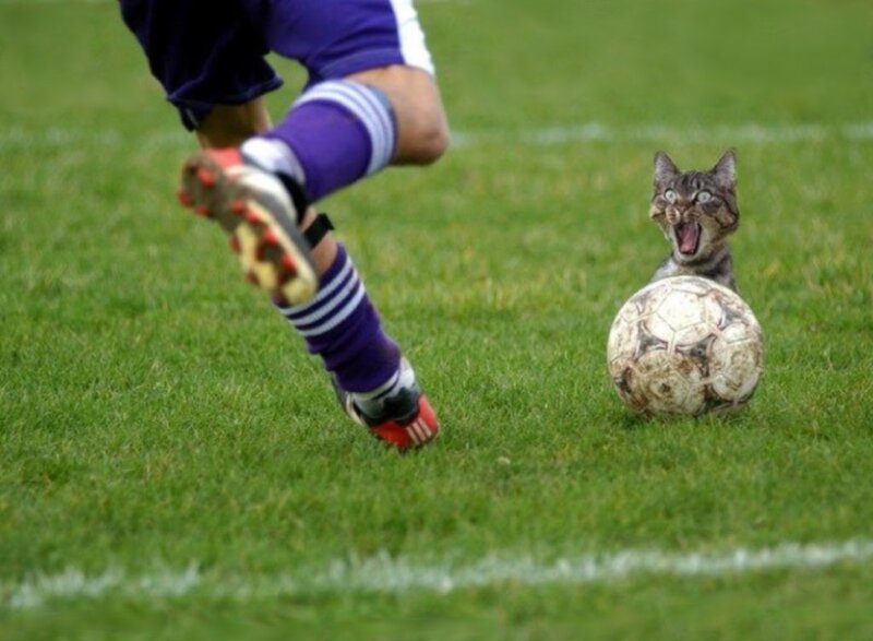 soccer player kicks ball near cat