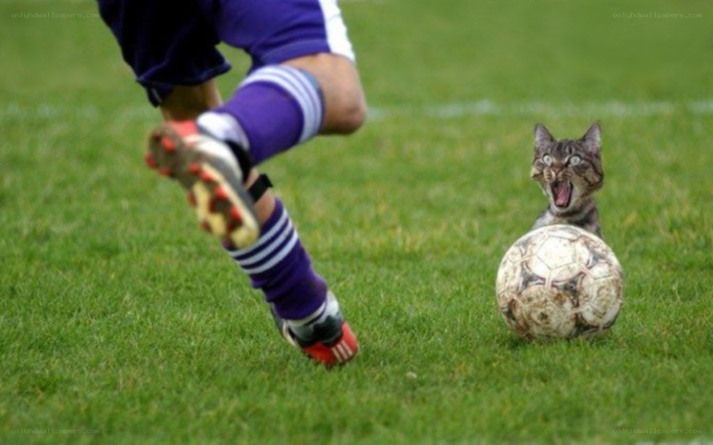 soccer player kicks ball with cat