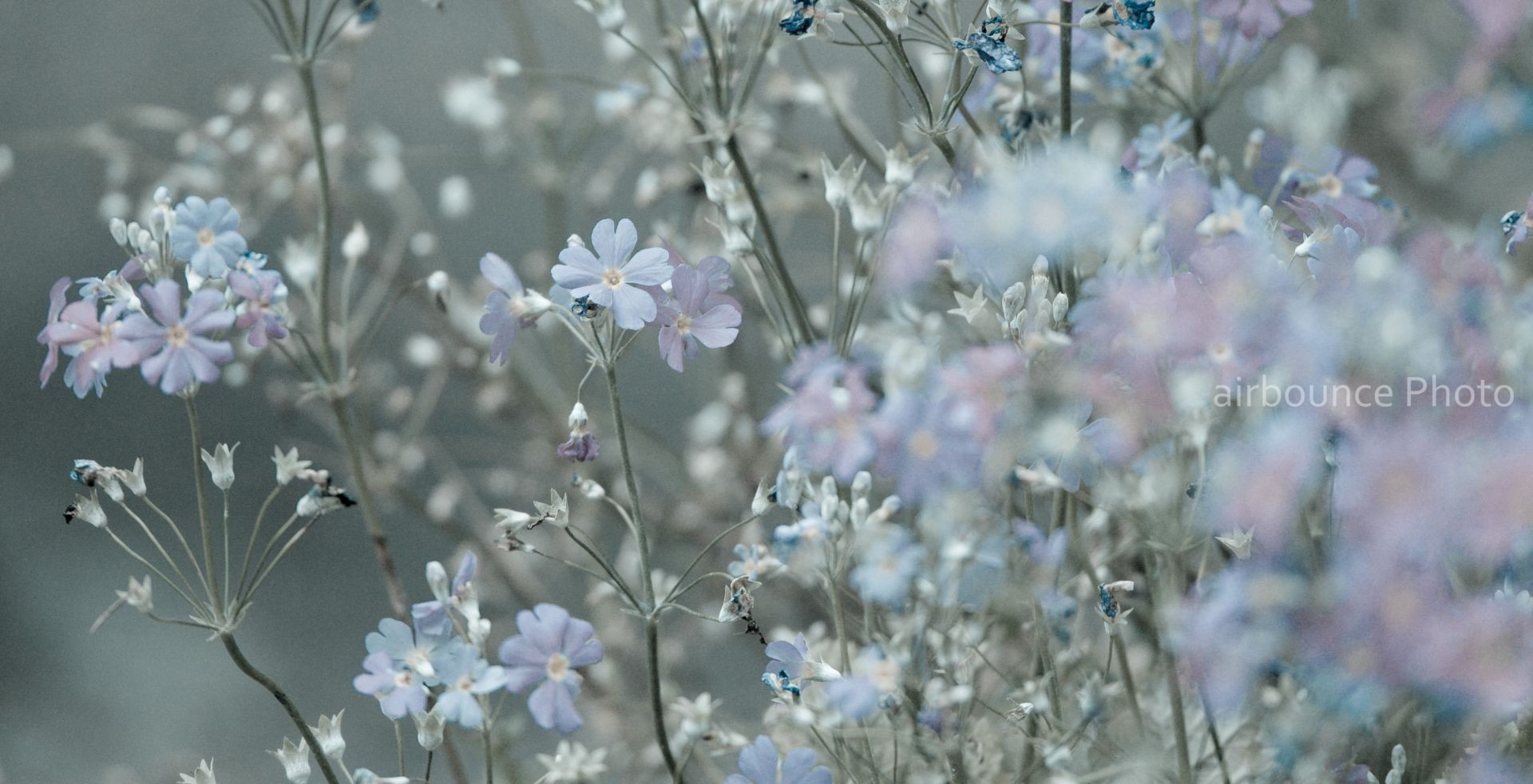 soft blue and purple flowers