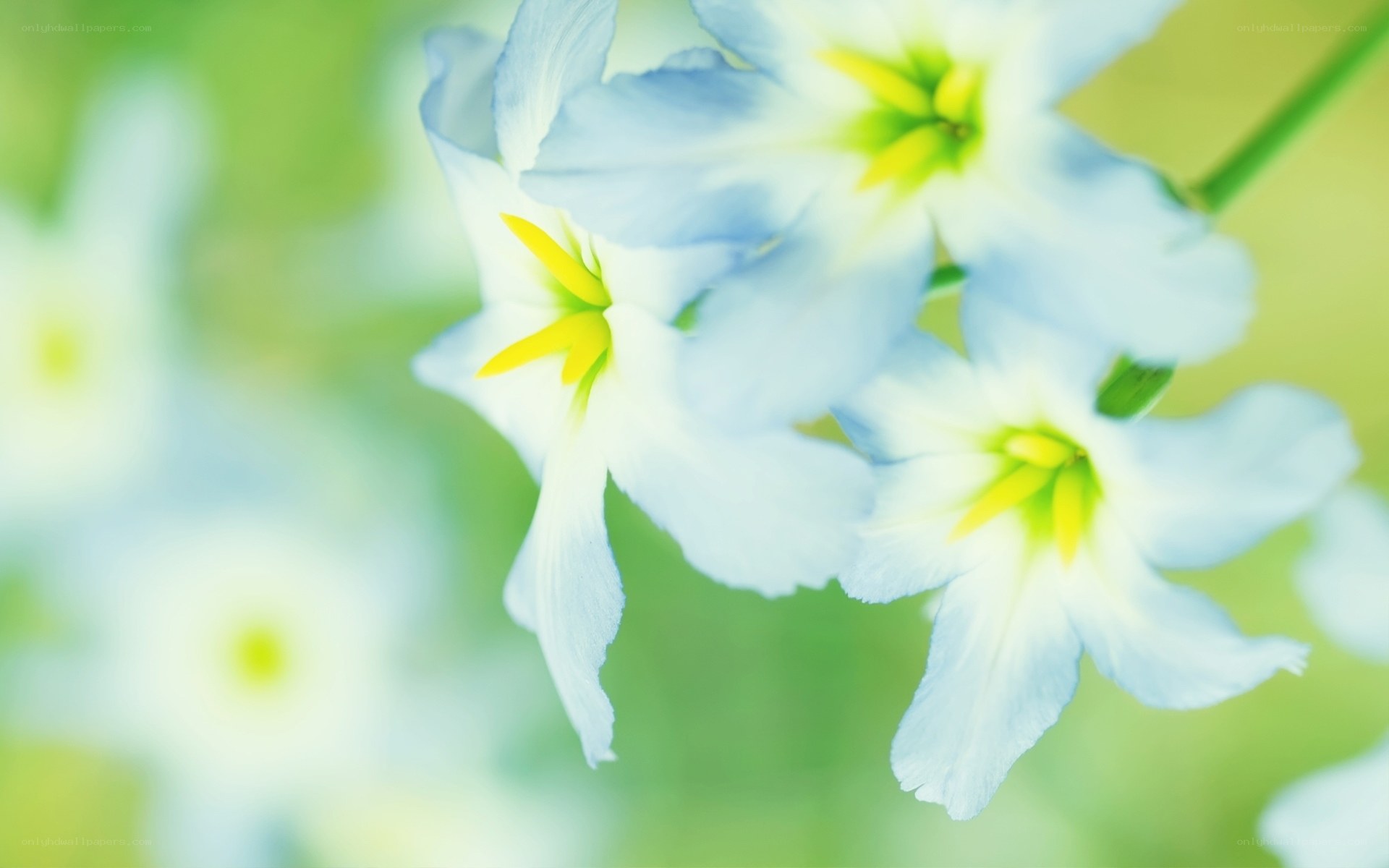 Soft blue flowers in bloom