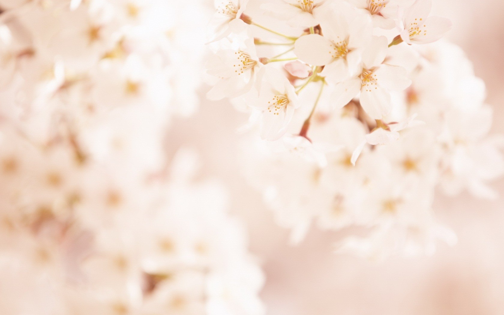 soft cherry blossoms in bloom