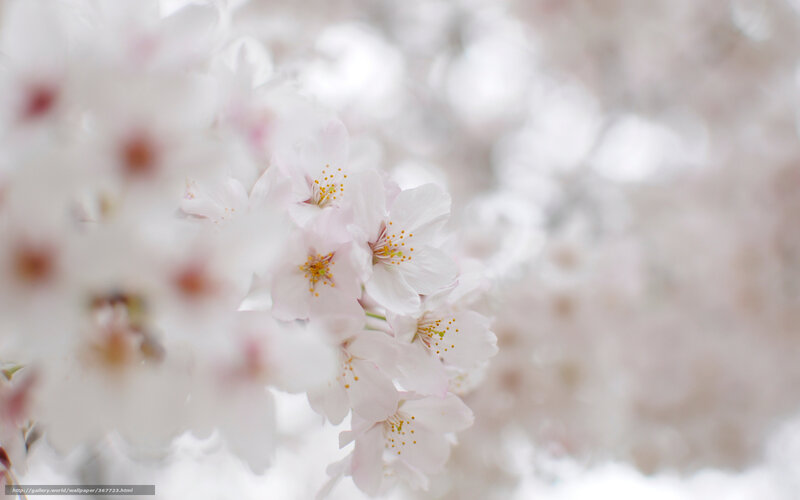Soft cherry blossoms in bloom