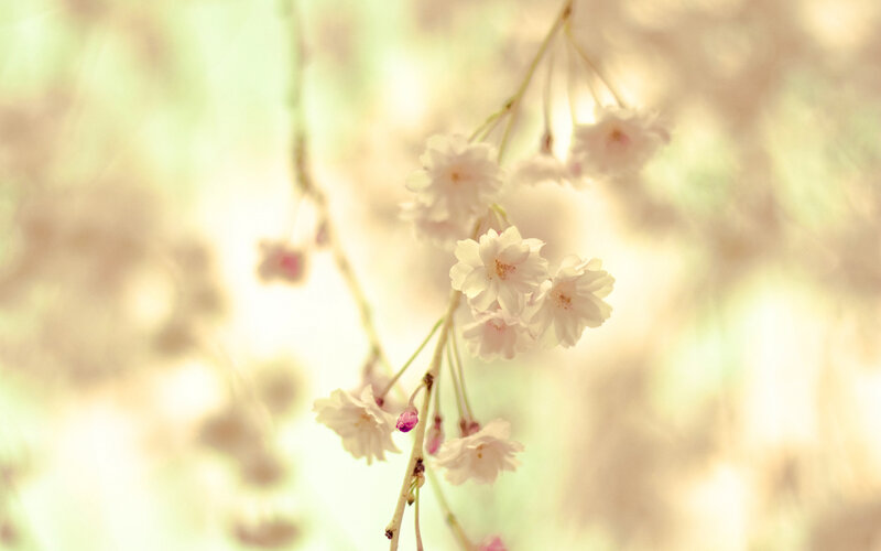Soft cherry blossoms in sunlight