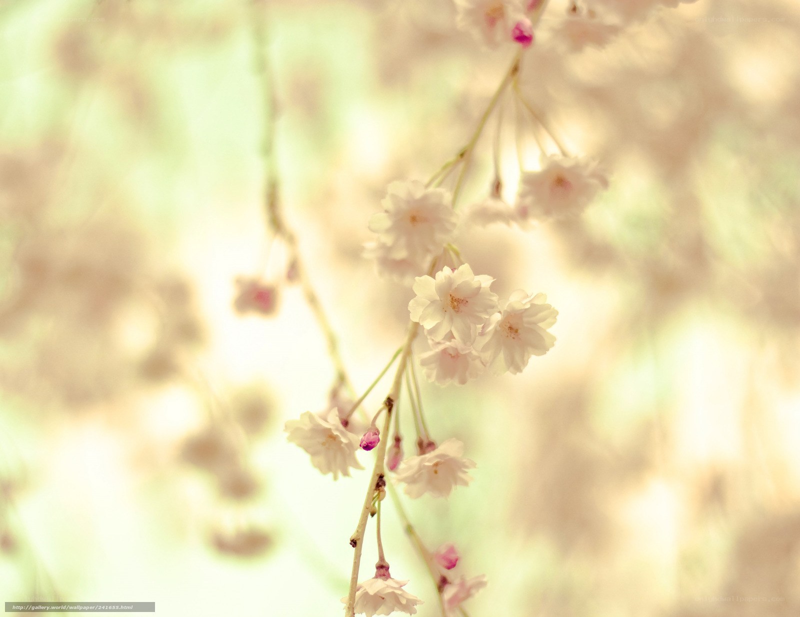 Soft cherry blossoms in sunlight