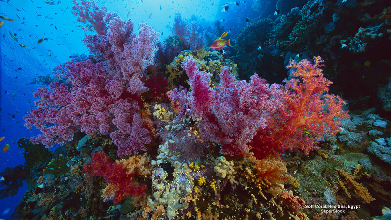 Soft Coral Reef