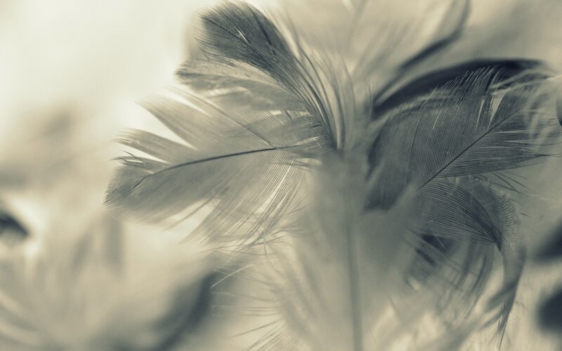 soft feather close-up