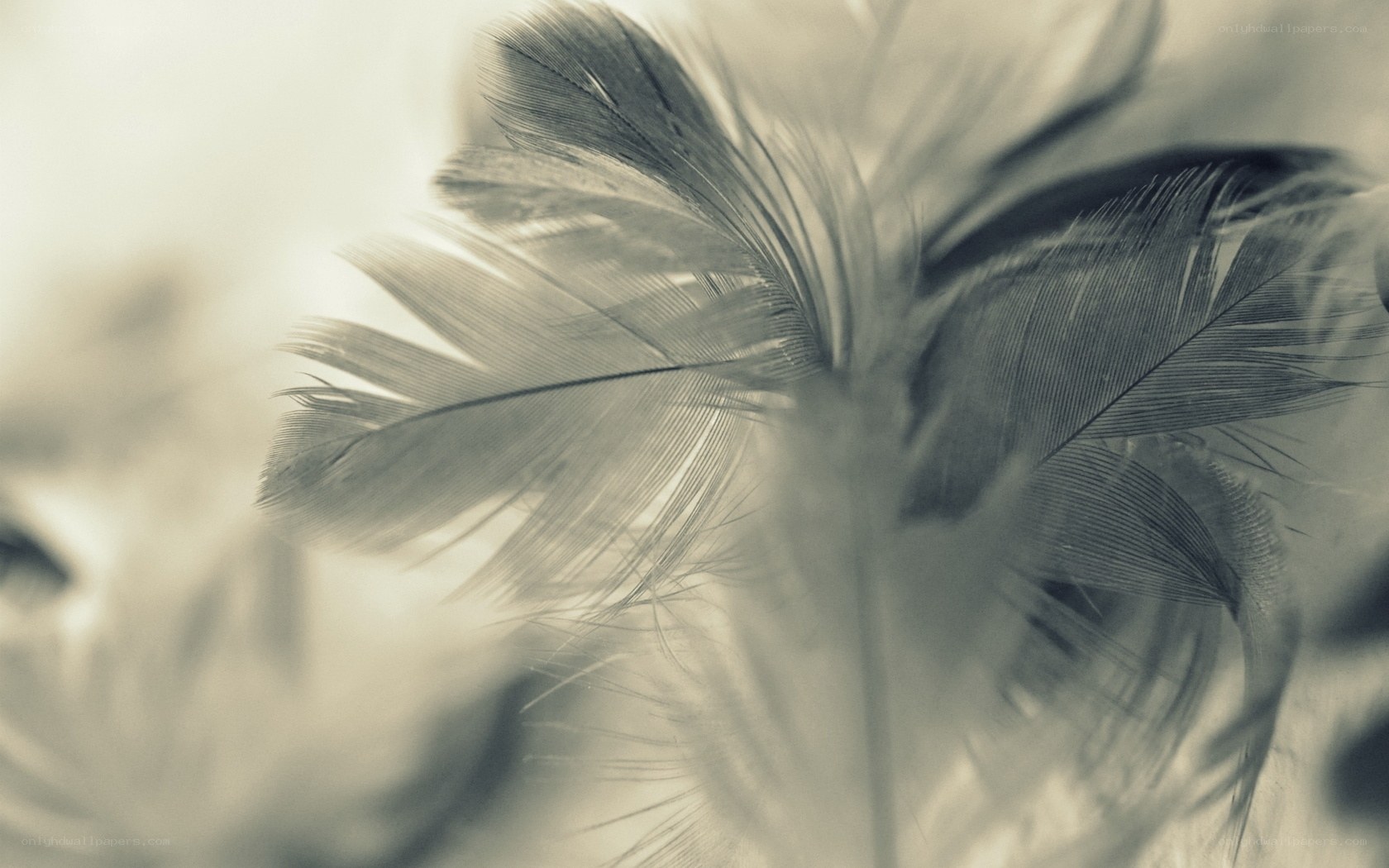 soft feather close-up
