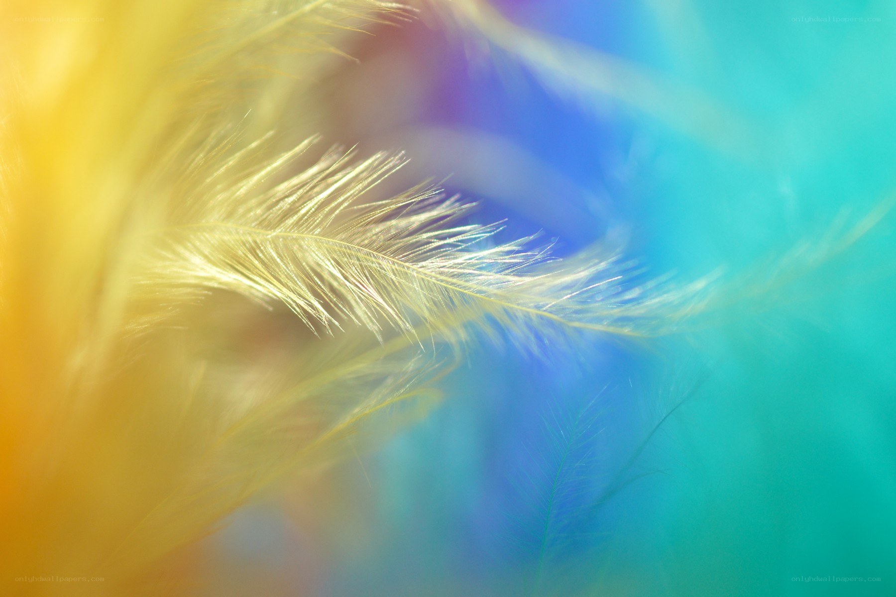 Soft feather with colorful background