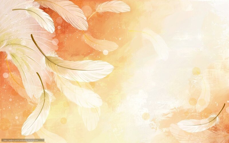 Soft feathers on warm background