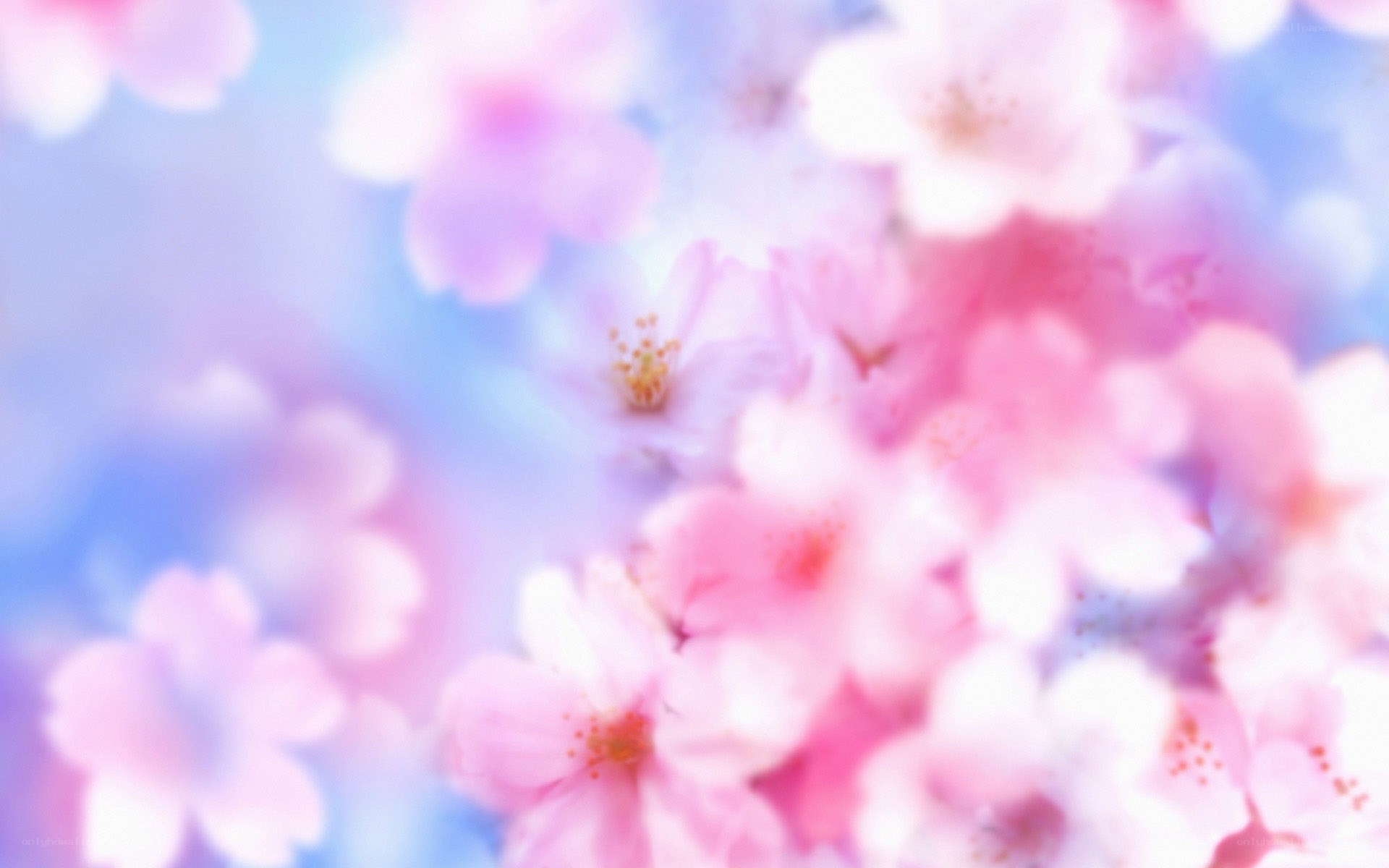 soft-focus cherry blossoms