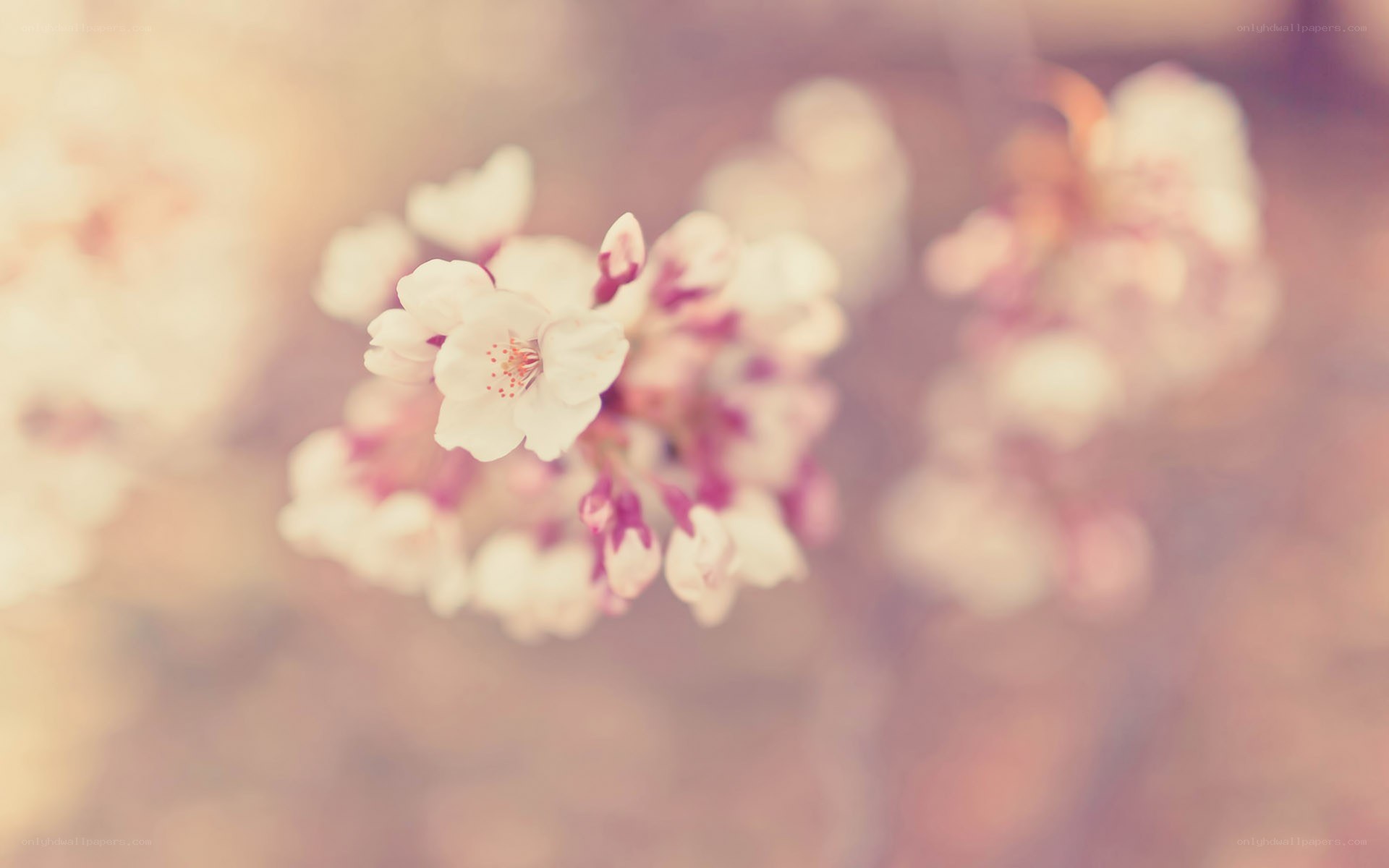 soft-focus cherry blossoms