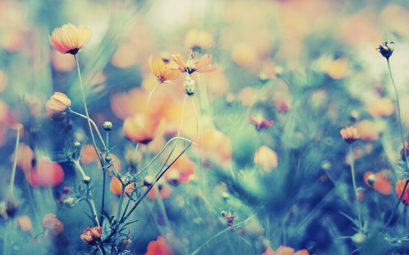 Soft-focus field of orange flowers