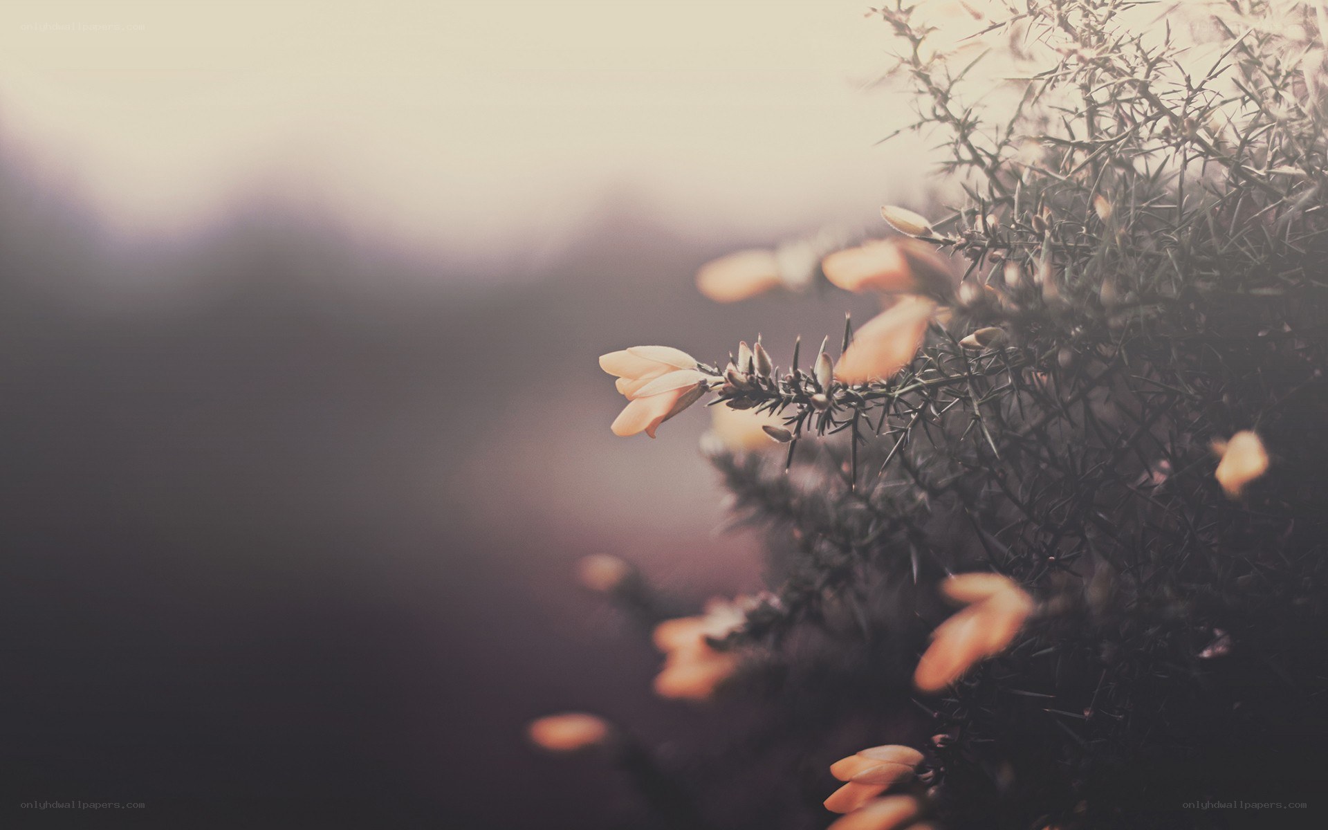 soft-focus flower branch