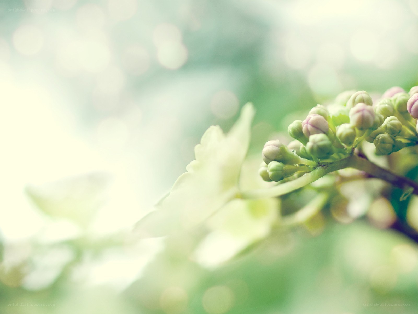 Soft focus flower buds