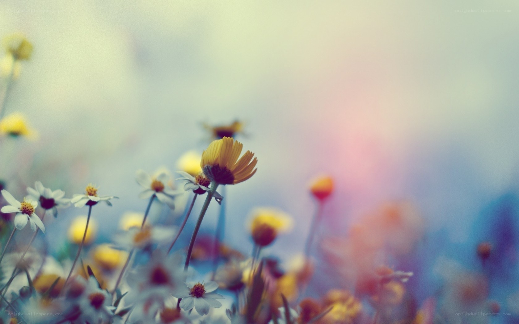 Soft focus flower field