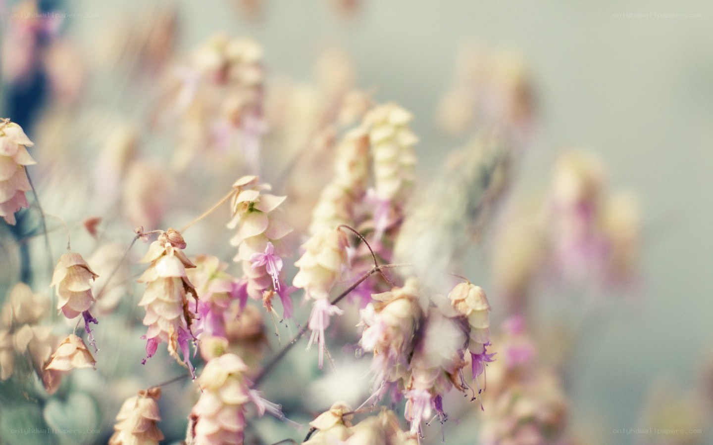 soft-focus flowers in bloom