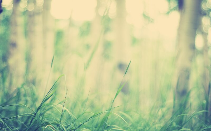 Soft focus grass in forest