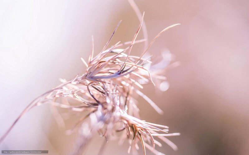 Soft focus grass in sunlight