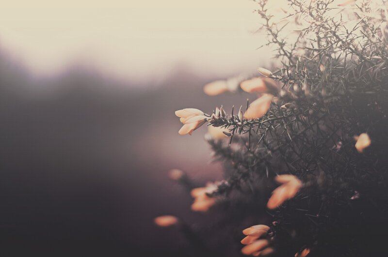soft-focus heather in golden light