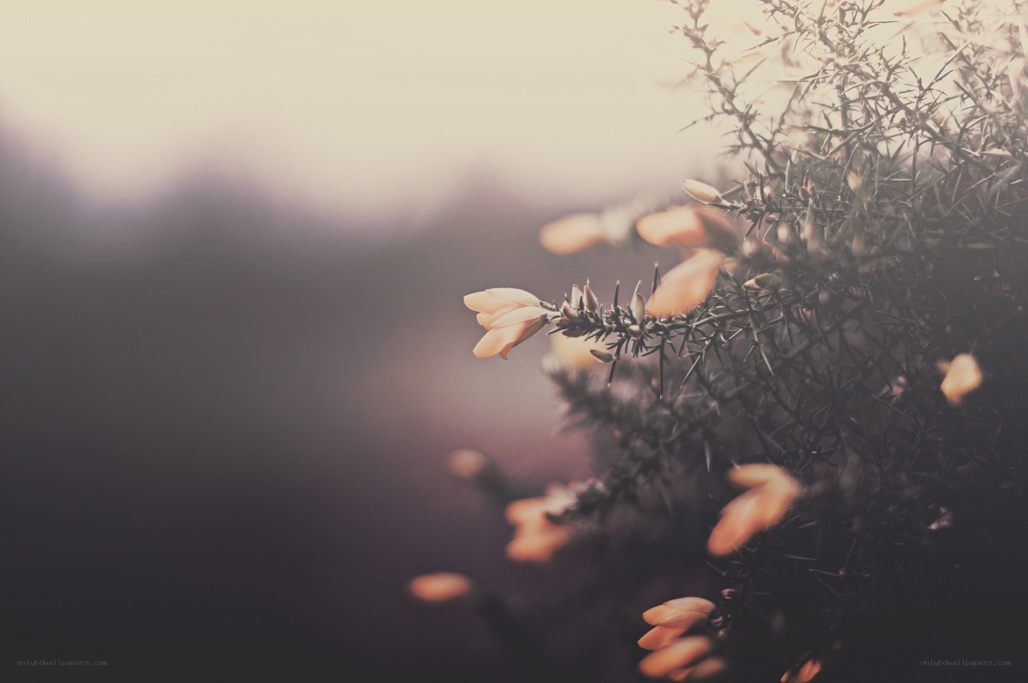 soft-focus heather in golden light