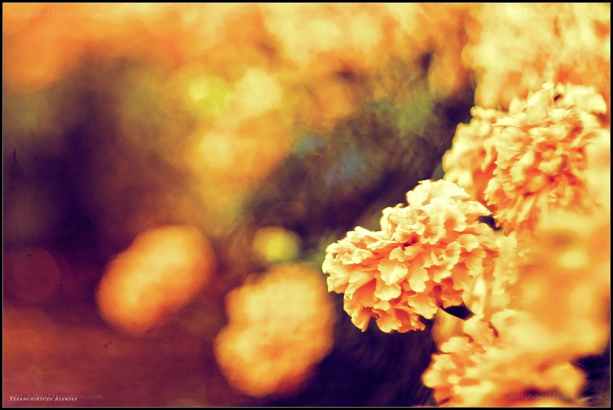 Soft-focus marigolds in warm light
